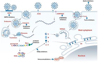 Potential value of neuroimmunotherapy for COVID-19: efficacies and mechanisms of vagus nerve stimulation, electroacupuncture, and cholinergic drugs